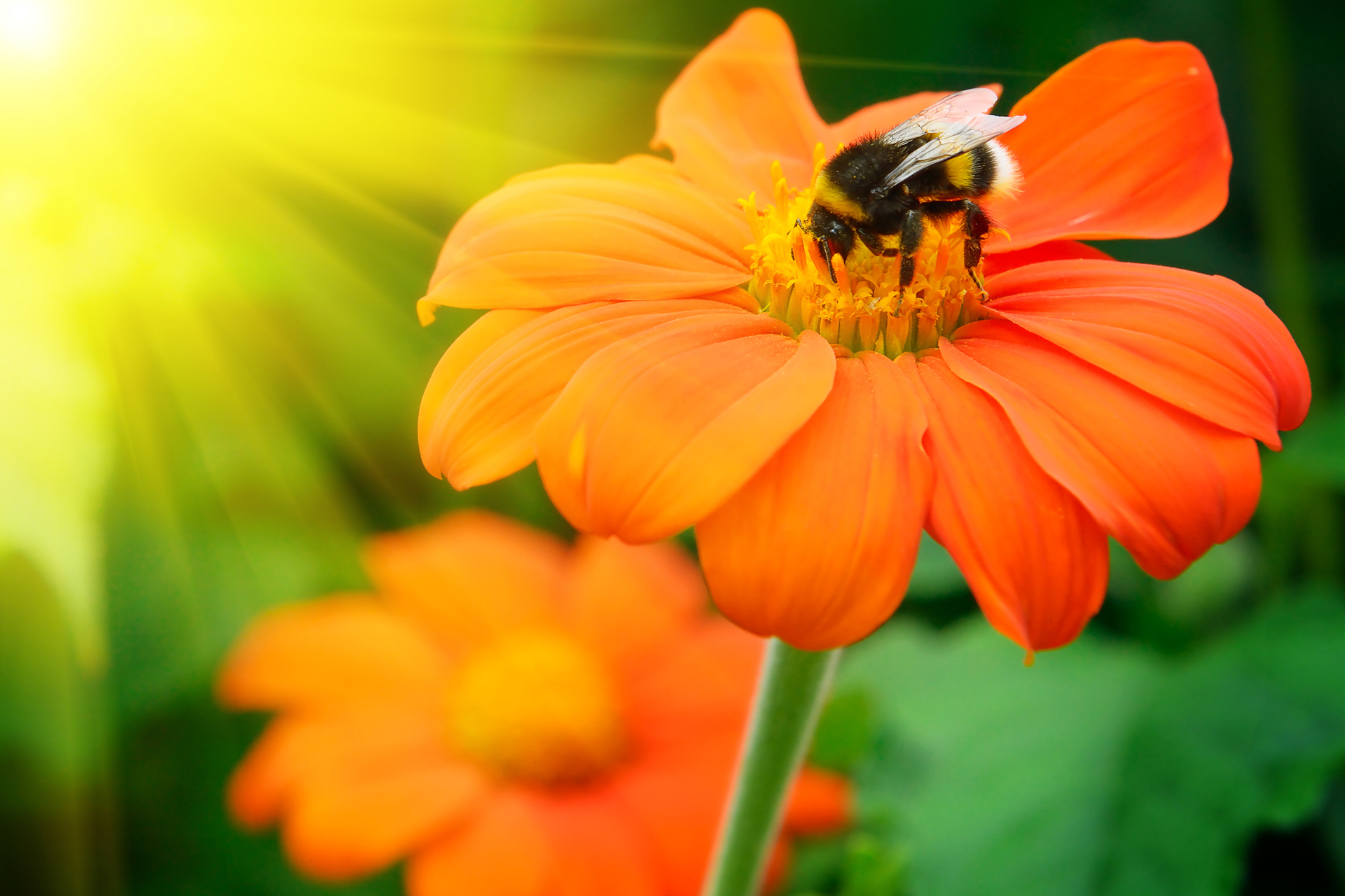 Bumble Bee on Orange Flower