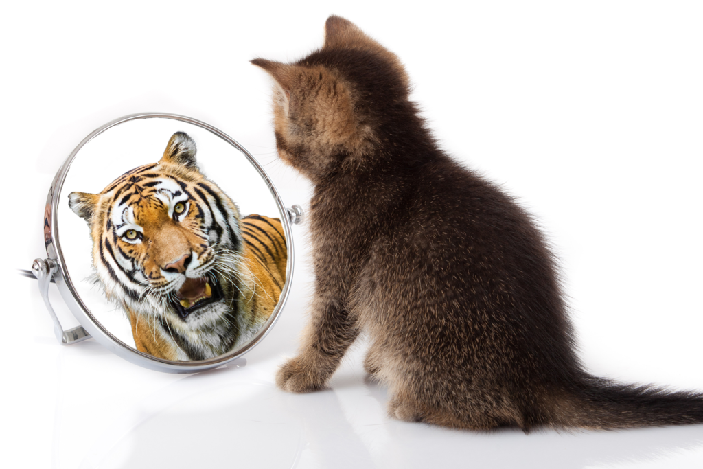 [Image: Cat_Sees_Tiger_Mirror_1920x1280-1024x683.png]