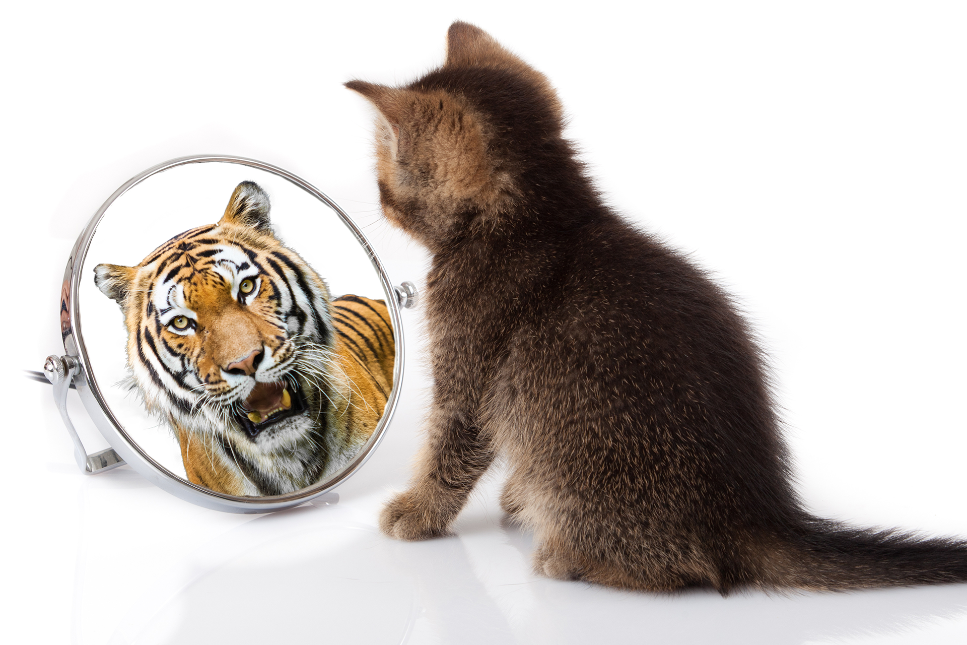 Cat Looking in Mirror Sees Tiger