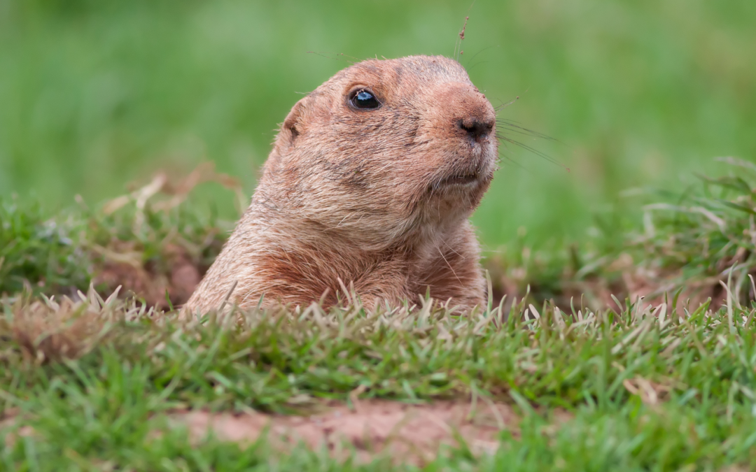 10am-1:30pm Groundhog Day Meditation Workshop: Why Does the Same Thing Keep Happening Over and Over Again?