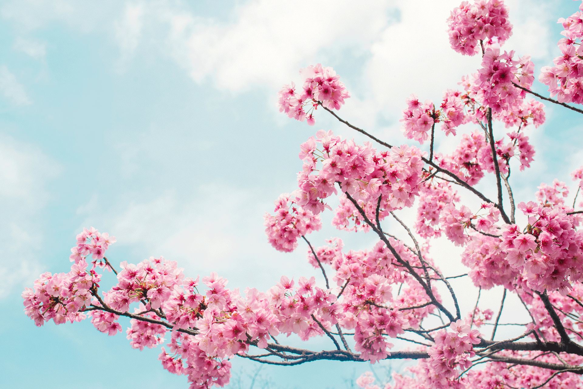 Cherry Blossom Branch